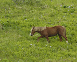 Horse, Wild-071707-Humpy Cove, Summer Bay, Unalaska Island, AK-0788.jpg