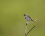 Sparrow, Savannah, w Insect-071507-Humpy Cove, Summer Bay, Unalaska Island, AK-0098.jpg