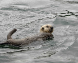 Otter, Sea, Pup-070707-Long Bay, Afognak Island, AK-#0159.jpg