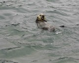 Otter, Sea, Pup-070707-Long Bay, Afognak Island, AK-#0200.jpg
