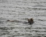 Otter, Sea, w Pup-070707-Long Bay, Afognak Island, AK-#0084.jpg