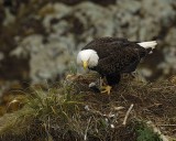 Eagle, Bald, Female eating fish in nest-071607-Summer Bay, Unalaska Island, AK-#0792.jpg
