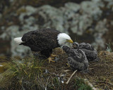 Eagle, Bald, Female feeding Eaglets Fish-071607-Summer Bay, Unalaska Island, AK-#0939.jpg