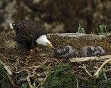 Eagle, Bald, Female feeding Eaglets Fish-071707-Summer Bay, Unalaska Island, AK-#0438.jpg
