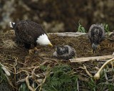 Eagle, Bald, Female feeding Eaglets Fish-071707-Summer Bay, Unalaska Island, AK-#0446.jpg