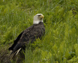 Eagle, Bald-071507-Iliuliuk Bay, Unalaska Island, AK-#0261.jpg