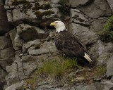 Eagle, Bald-071607-Iliuliuk Bay, Unalaska Island, AK-#1109.jpg