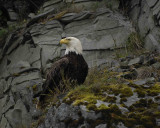Eagle, Bald-071607-Iliuliuk Bay, Unalaska Island, AK-#1129.jpg