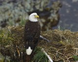 Eagle, Bald, Female near Nest-071807-Summer Bay, Unalaska Island, AK-#0002.jpg