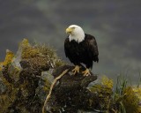 Eagle, Bald, Female near nest-071707-Summer Bay, Unalaska Island, AK-#0400.jpg
