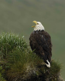 Eagle, Bald, Female, Rain soaked, screeching-071607-Summer Bay, Unalaska Island, AK-#0251.jpg