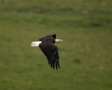 Eagle, Bald, in flight-071507-Morris Cove, Summer Bay, Unalaska Island, AK-#0161.jpg