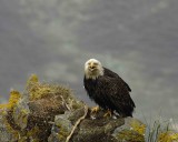 Eagle, Bald, Male near nest, screeching-071607-Summer Bay, Unalaska Island, AK-#0774.jpg