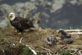 Eagle, Bald, Male, 2 Eaglets-071507-Summer Bay, Unalaska Island, AK-#1570.jpg