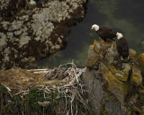 Eagle, Bald, Male, Female, 2 Eaglets, nest-071507-Summer Bay, Unalaska Island, AK-#1523.jpg