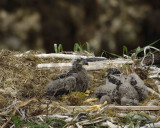 Eagle, Bald, Nest, 2 Eaglets-071507-Summer Bay, Unalaska Island, AK-#0546.jpg