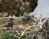 Eagle, Bald, Nest, 2 Eaglets-071607-Summer Bay, Unalaska Island, AK-#0735.jpg