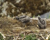 Eagle, Bald, Nest, 2 Eaglets-071607-Summer Bay, Unalaska Island, AK-#0810.jpg
