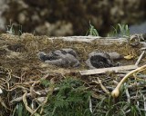 Eagle, Bald, Nest, 2 Eaglets-071707-Summer Bay, Unalaska Island, AK-#0673.jpg