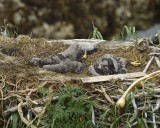 Eagle, Bald, Nest, 2 Eaglets-071707-Summer Bay, Unalaska Island, AK-#0686.jpg