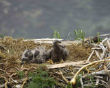 Eagle, Bald, Nest, 2 Eaglets-071807-Summer Bay, Unalaska Island, AK-#0091.jpg
