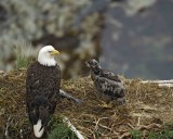 Eagle, Bald, Nest, Female, Eaglet, Fish-071807-Summer Bay, Unalaska Island, AK-#0167.jpg