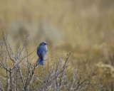 Bluebird, Mountain, Male-100507-RMNP, Beavers Meadow-#0174.jpg