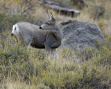 Deer, Mule, Buck-100507-RMNP, Beaver Meadows-#0363.jpg