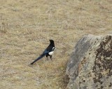 Magpie, Black-billed-100607-RMNP, Moraine Park-#0313.jpg