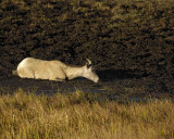 Sheep, Rocky Mountain, Ewe-100507-RMNP, Sheep Lakes-#0266.jpg