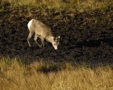 Sheep, Rocky Mountain, Lamb-100507-RMNP, Sheep Lakes-#0284.jpg