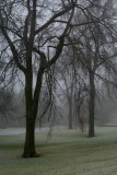 IMG_3986 arbres dans la brume.jpg