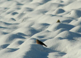 IMG_5128 horned lark - alouette