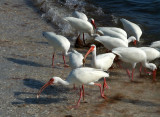 IMG_9620 ibis feeding 2.jpg