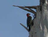 IMG_9883 pic a ventre roux - red-bellied woodpecker.jpg