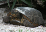 IMG_0008 gopher tortoise.jpg