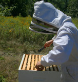 IMG_3888 l apicultrice.jpg