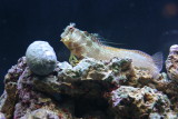 Algae blenny
