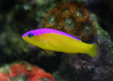Diadem Dottyback