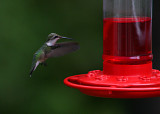hummer3.jpg