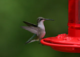 hummer4.jpg
