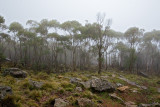 Mt. Macedon