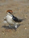 Greater Stripe Swallow