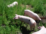 piglets