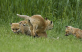 4 Fox Kits