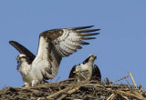 Osprey Pair Nest Building