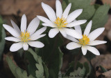 3 Bloodroot