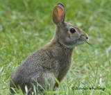 Eastern Cotton Tail