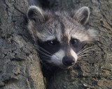 Raccoon Baby 2