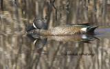 Blue- winged Teal